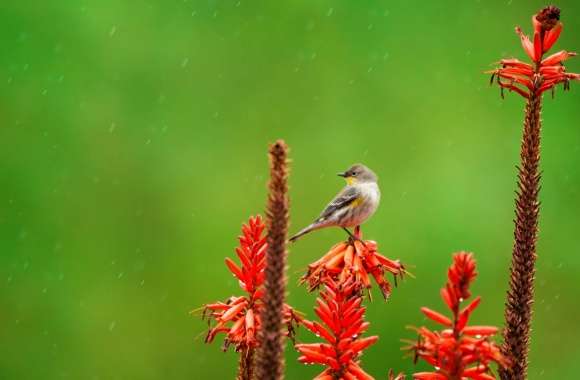 Small Bird Perched on an Aloe Flower in the Rain