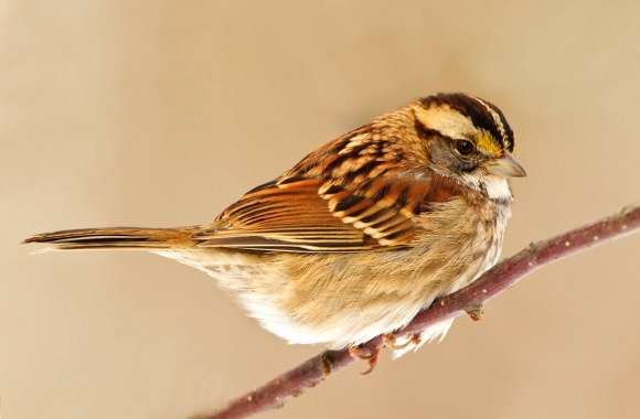 Small sparrow on the branch