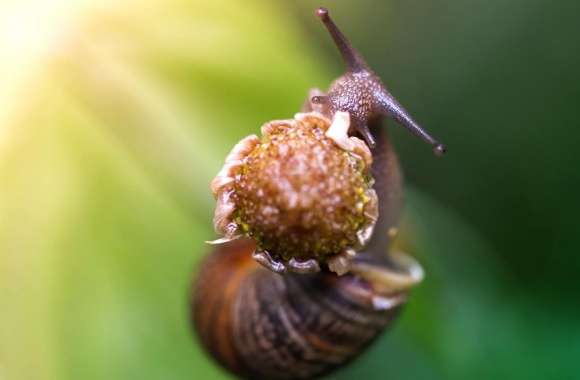 Snail Eating A Flower