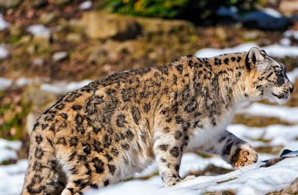Snow Leopard Exploring The Snowy Enclosure