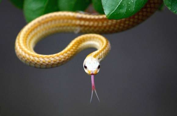 Thin yellow snake