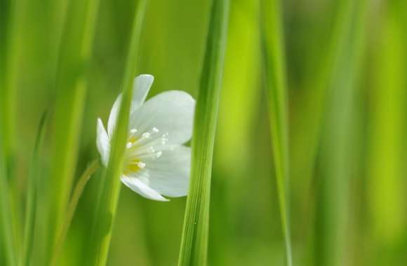 White Small Flower