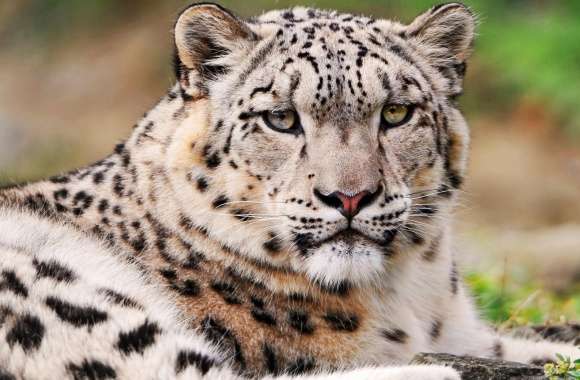 White Snow Leopard