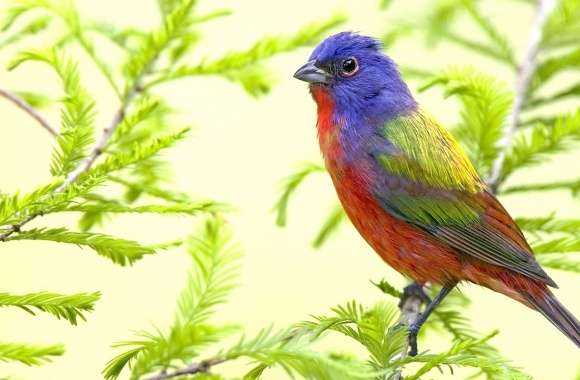 Wonderful colorfull bird