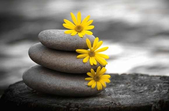 yellow daisies in a gray stones