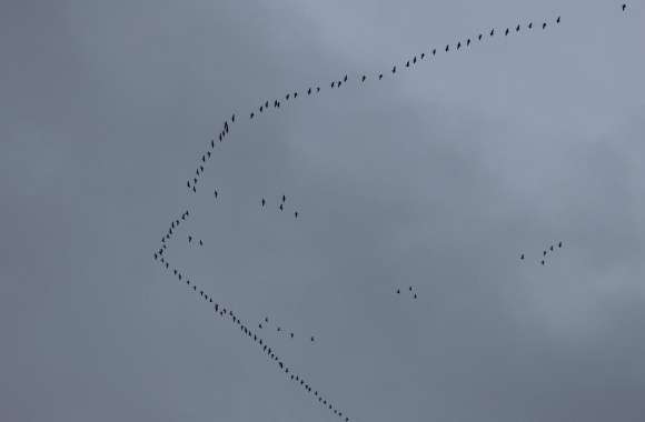 Birds in the sky up high