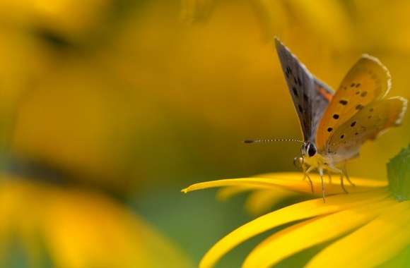 Butterfly On Yellow Flower Macro