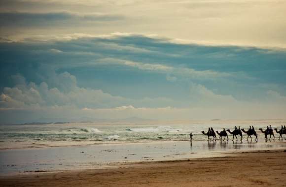 Camels On The Beach