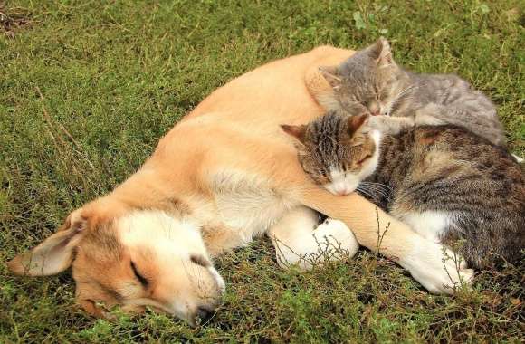 Cats resting on a sleeping dog