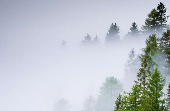 Conifer Forest, Mist, Rainy Day