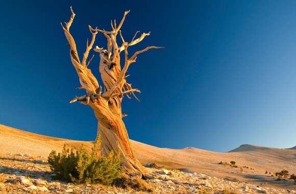 Desert Dead Tree