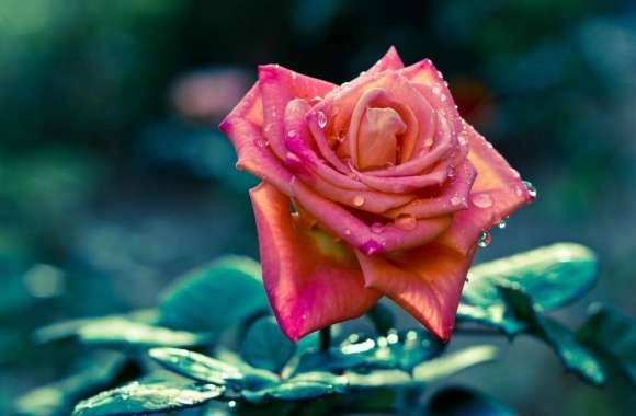 Dew On Rose Petals