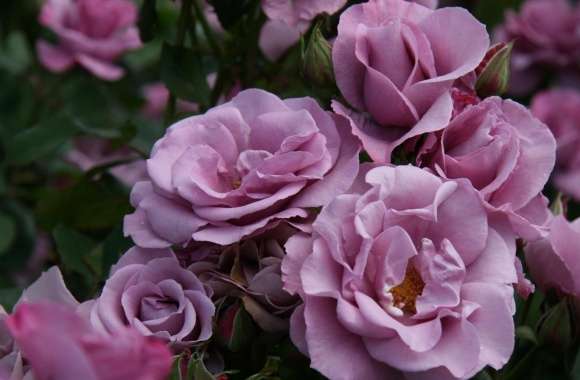 Garden Roses Close-up
