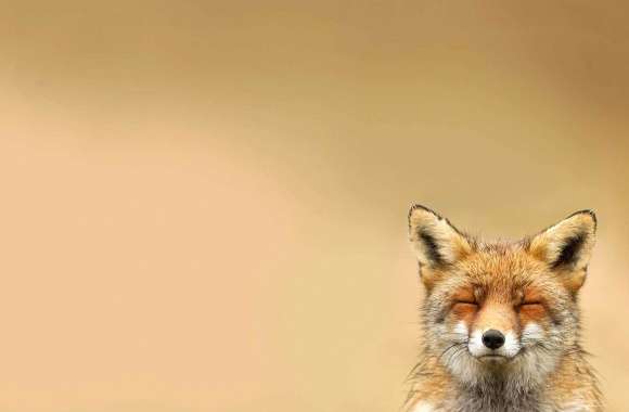 Happy fox