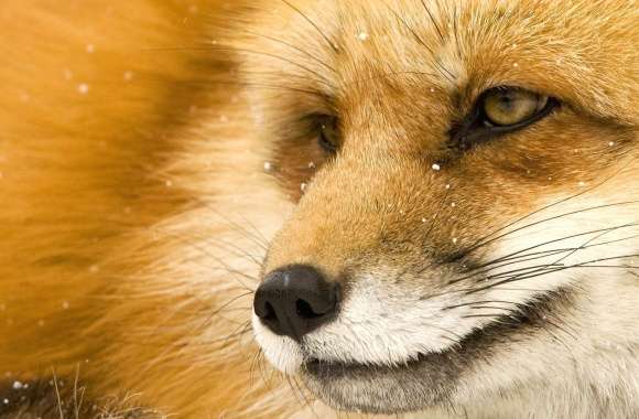 Head of fox