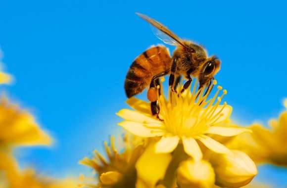 Honey Bee, Yellow Flower, Blue Sky