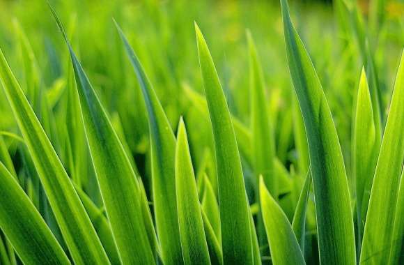 Macro grass