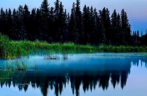 Misty Lake And Dark Forest