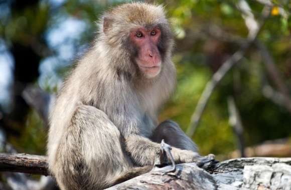 Monkey Sitting On A Branch, Japan