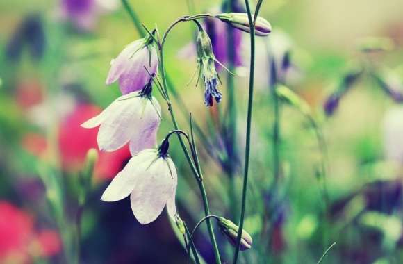 Purple Bells (Flowers)
