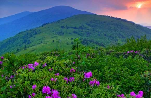 Purple Mountain Flowers