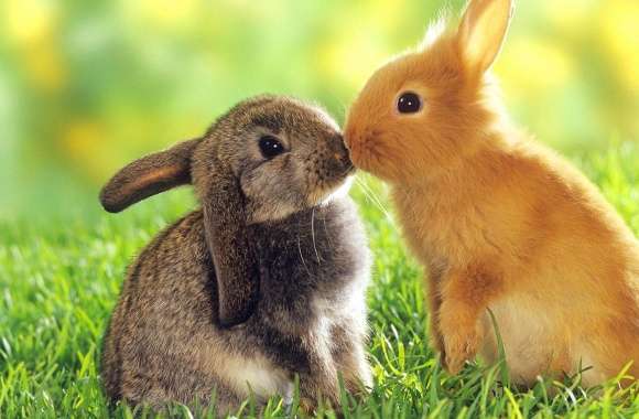 Rabbit kiss