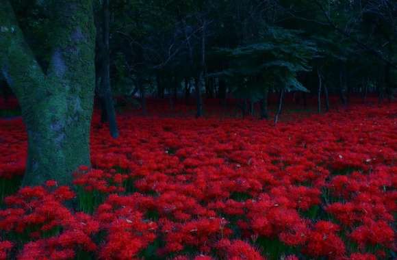 Red Flowers, Forest