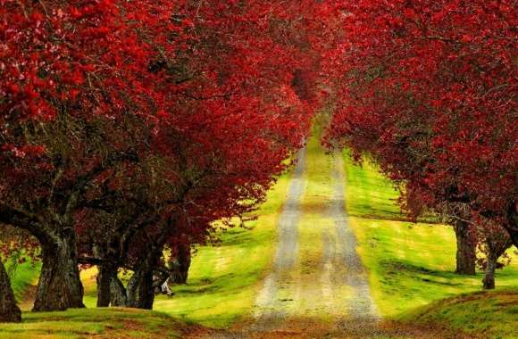 Red Foliage Trees Road