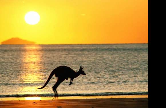 Sea kangaroo