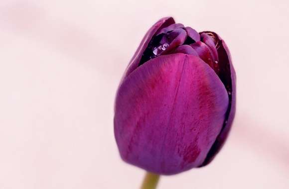 Single Purple Tulip