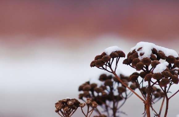 Snowy Wildflower
