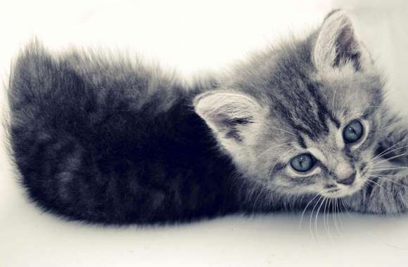 Sweet Kitten