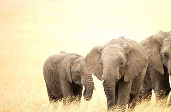 Three elephants