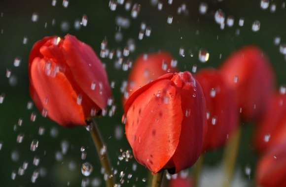 Tulips In Rain
