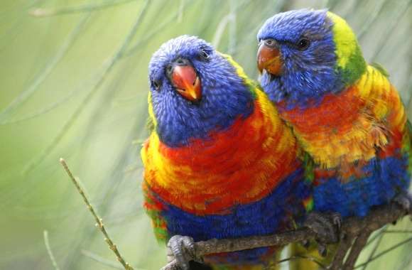 Two parrots coloured