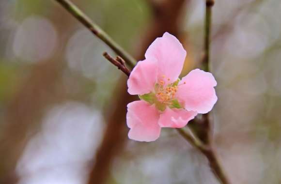 Vietnams Peach blossom