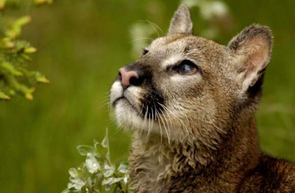 Watchful Cougar Montana