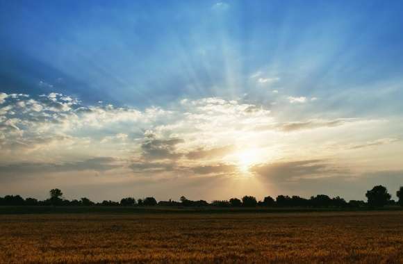 Wheat Field Against Blue Sky