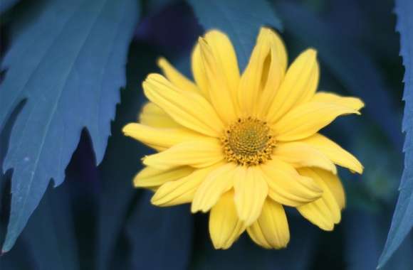 Yellow Flower With Blue Leaves