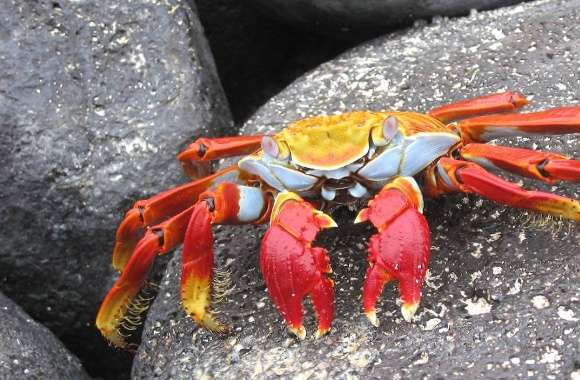 Yellow re crab