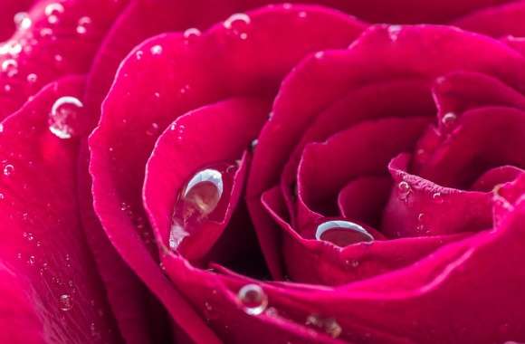 Beautiful Red Rose Dew Drops