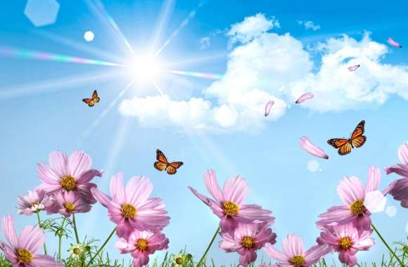 Butterflies And Cosmos Flowers