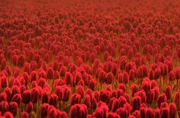 Field Of Scarlet Tulips
