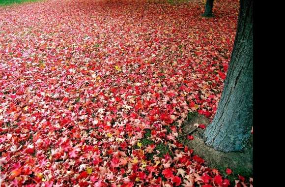 Leaves carpet autumn