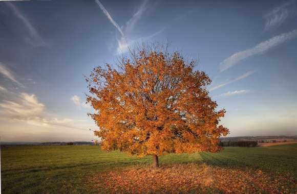 Lonesome autumn tree losing its leaves on the field