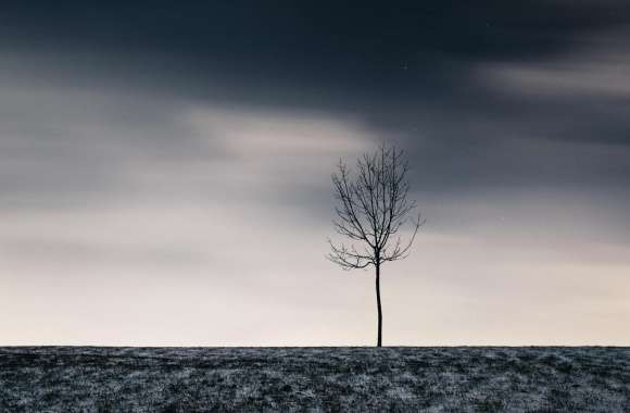 Single Tree, Winter