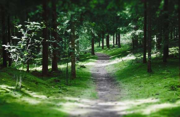 Swedish Forest Path