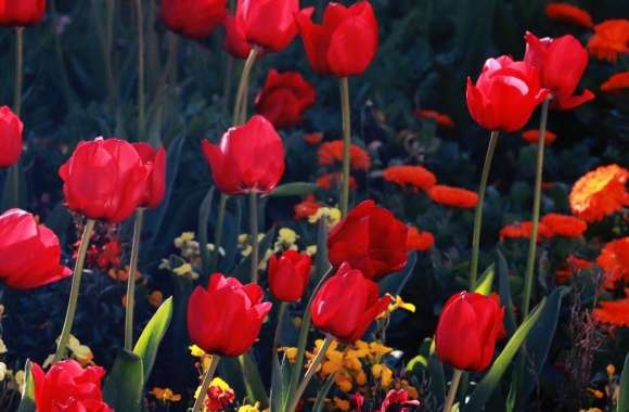 Tulips, Red Tulips