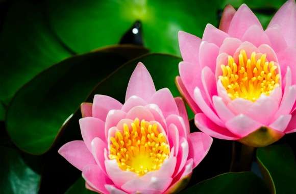 Two Pink Water Lilies