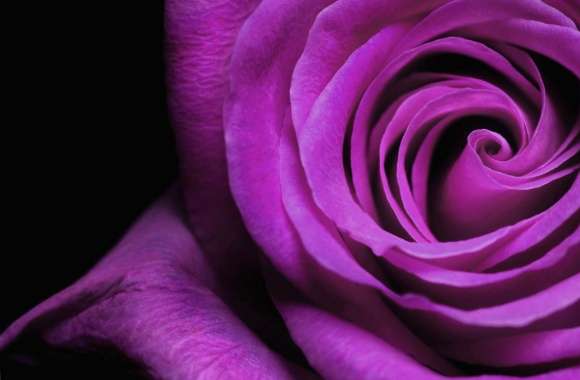 Violet rose macro
